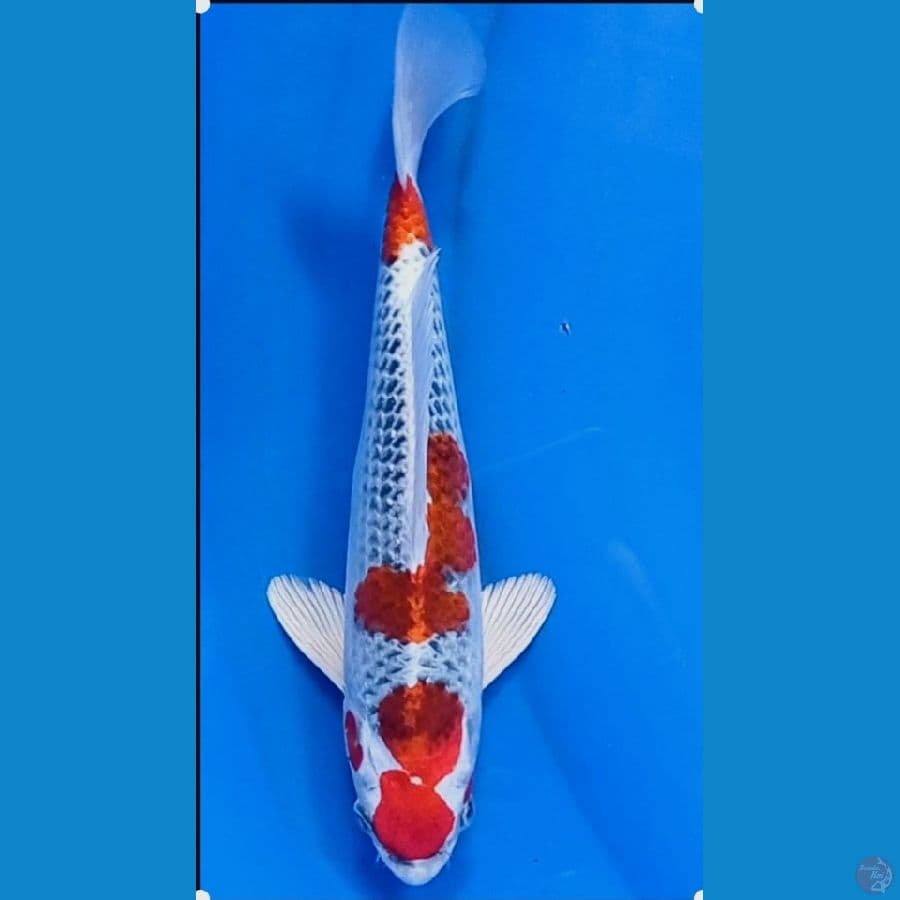 27 cm kujaku 