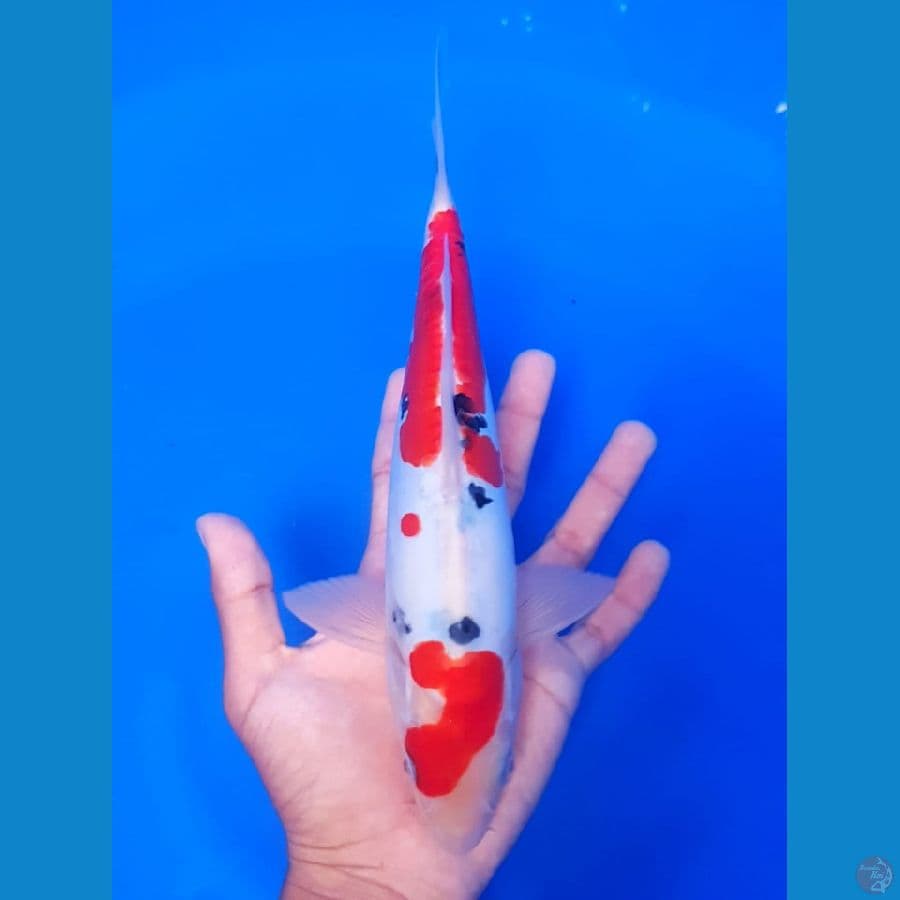 sanke size 26 cm