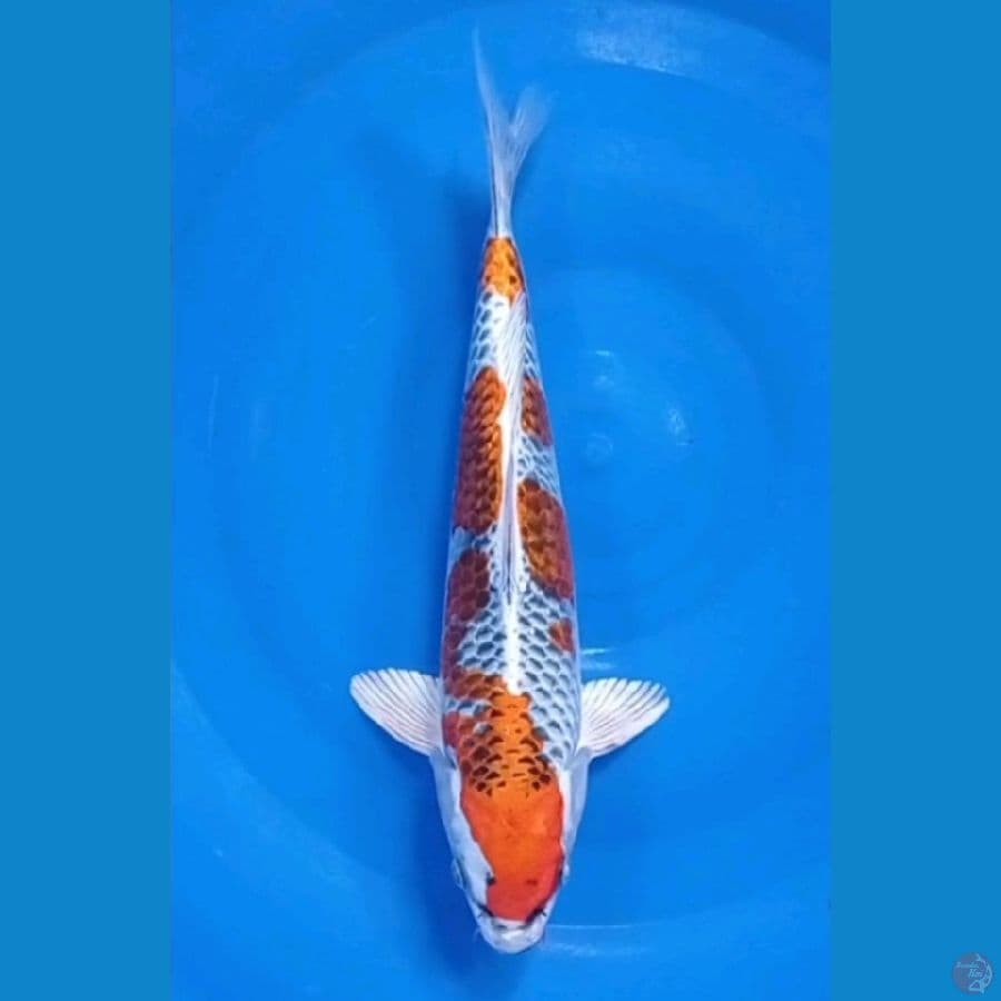29 cm kujaku