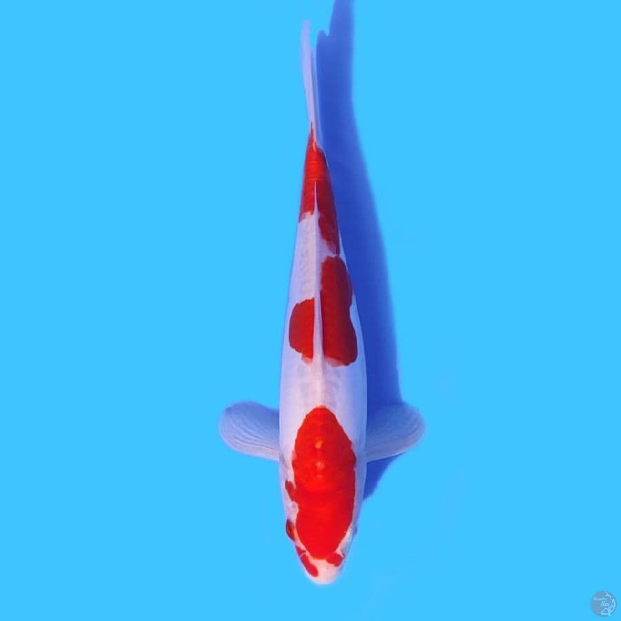 kohaku size 26 cm