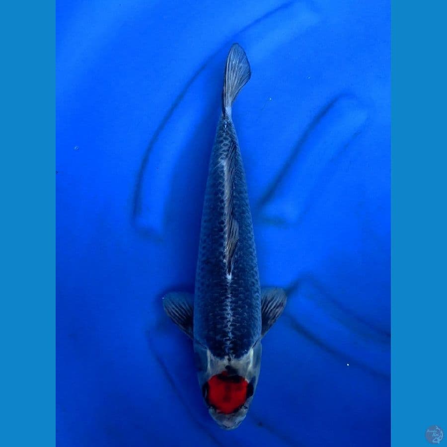 40cm , Tancho Kuro Goshiki