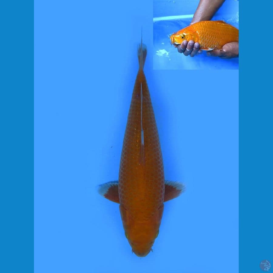 35cm , Male Karamel SQ 