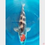 Tancho Showa 62 cm Male
