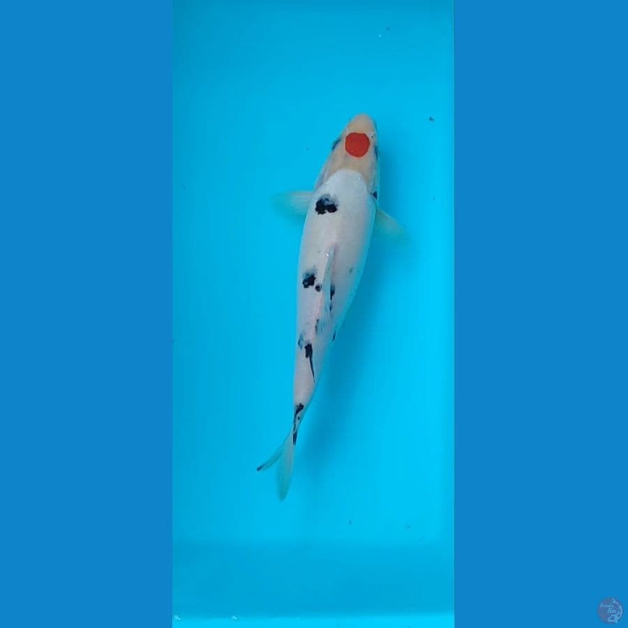 tanco sanke 22 CM