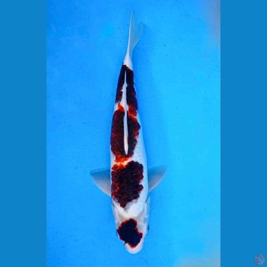 ~GOROMO 36CM/FEMALE~