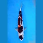 ~GOROMO 36CM/FEMALE~