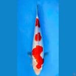 ~KOHAKU 3 STEP 34CM/FEMALE~