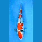 ~SANKE 4 STEP 36CM/FEMALE~