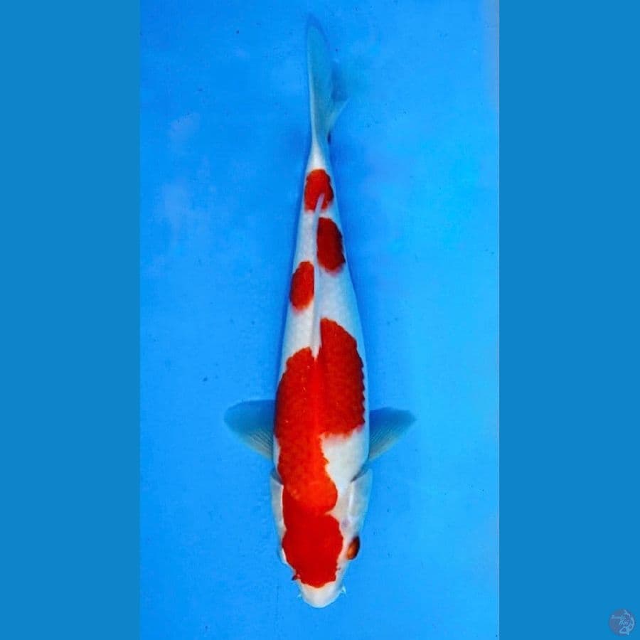 ~KOHAKU 3 STEP 31CM/FEMALE~