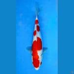~KOHAKU 3 STEP 31CM/FEMALE~
