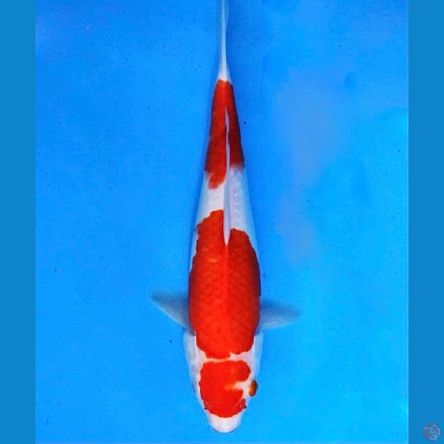 ~KOHAKU MATA MERAH 28CM/FEMALE~