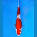 ~KOHAKU MATA MERAH 28CM/FEMALE~