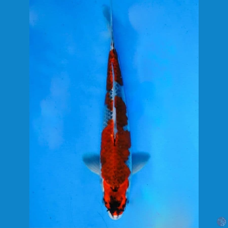 ~GOSHIKI INAZUMA 33CM/FEMALE~