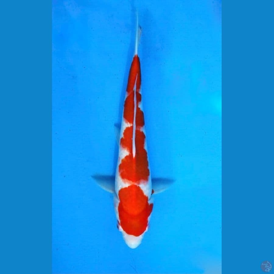 ~KOHAKU 30 CM~