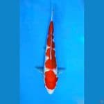 ~KOHAKU 30 CM~