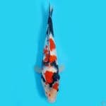 showa 31cm