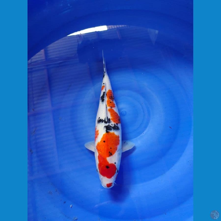 sanke 32cm