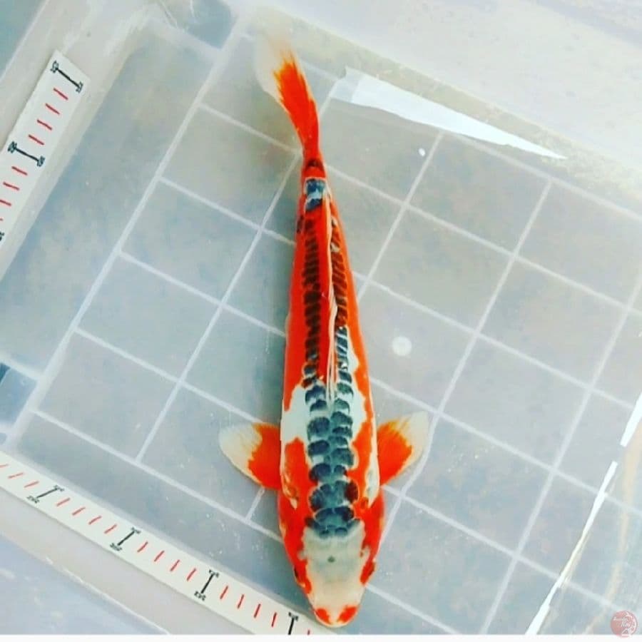 Hana Shusui HQ 35CM Male
