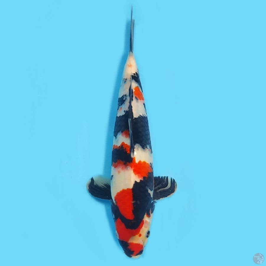 Showa Sanshoku 34cm HQ