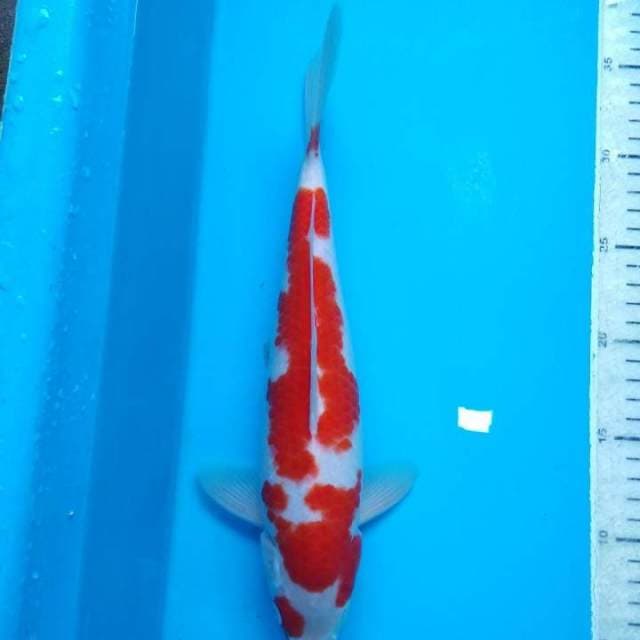 Kohaku