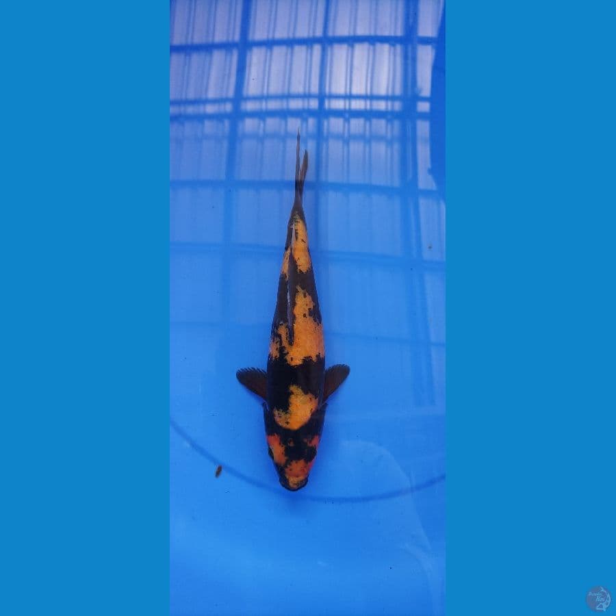 ki utsuri 29 cm/ fm/ tembus perut