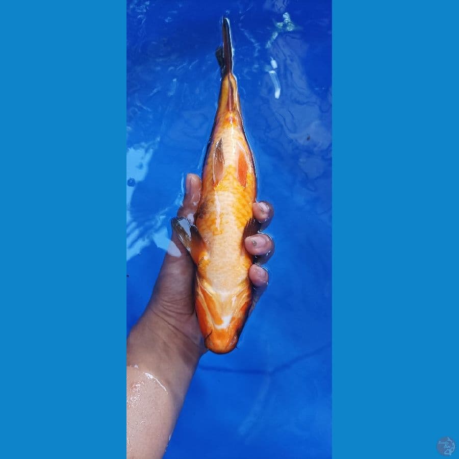 ki utsuri 29 cm/ fm/ tembus perut