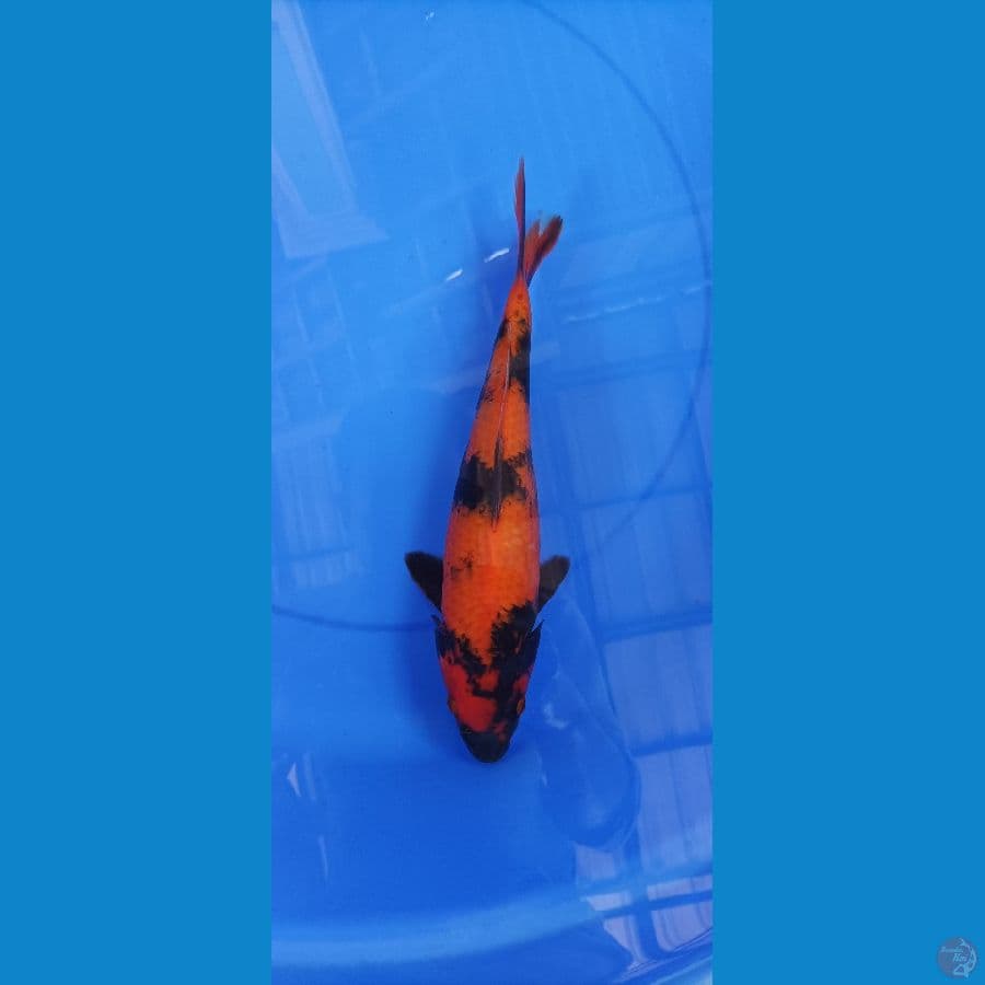 hiutsuri 34 cm/ fm/ tembus perut