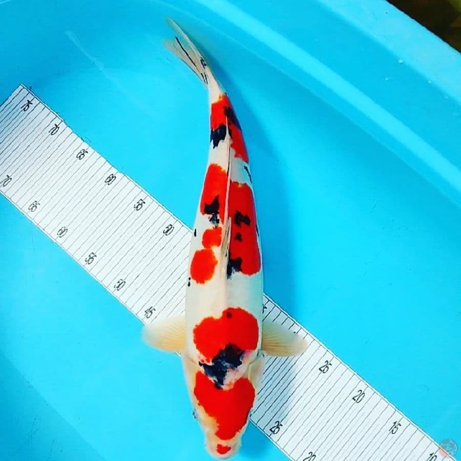 Jumbo 50CM Doitsu Murni FM