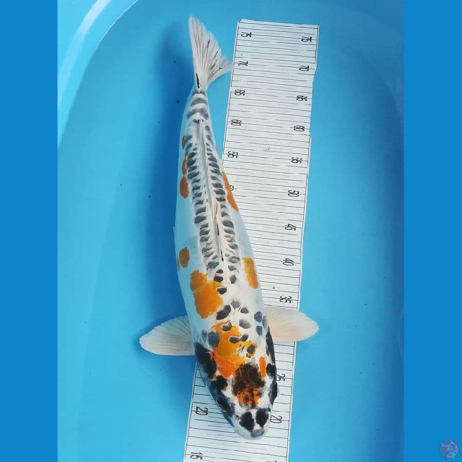 Jumbo 60CM FM