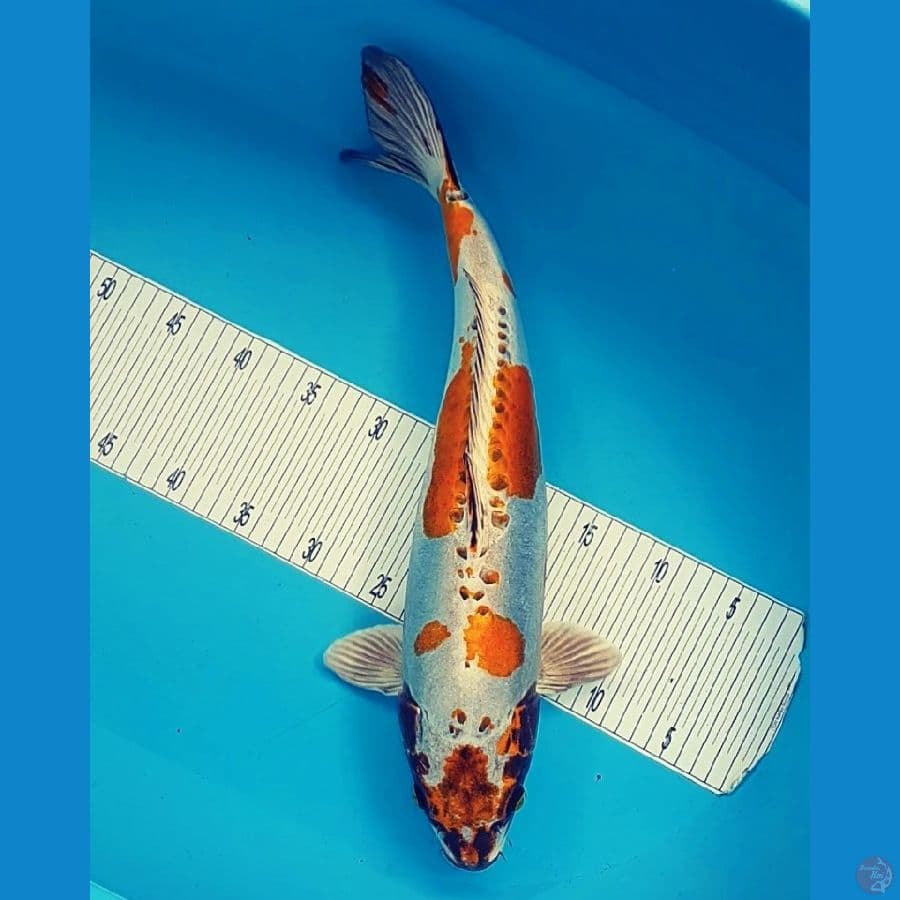 Jumbo 50CM FM
