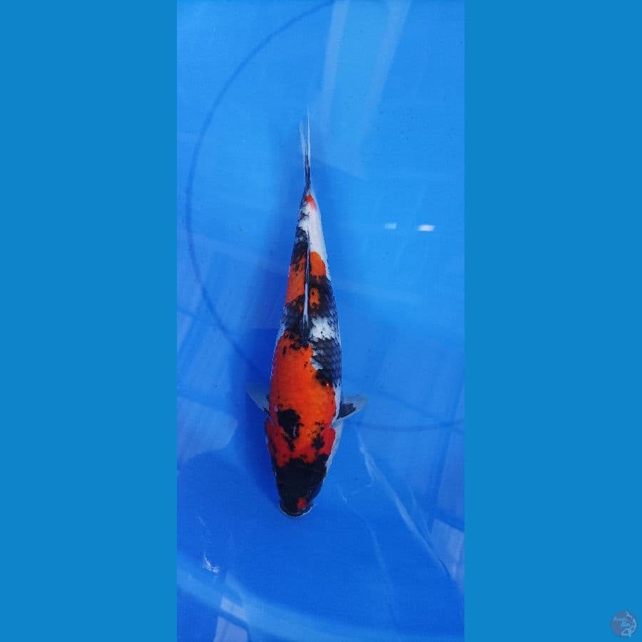 showa 34 cm/ fm