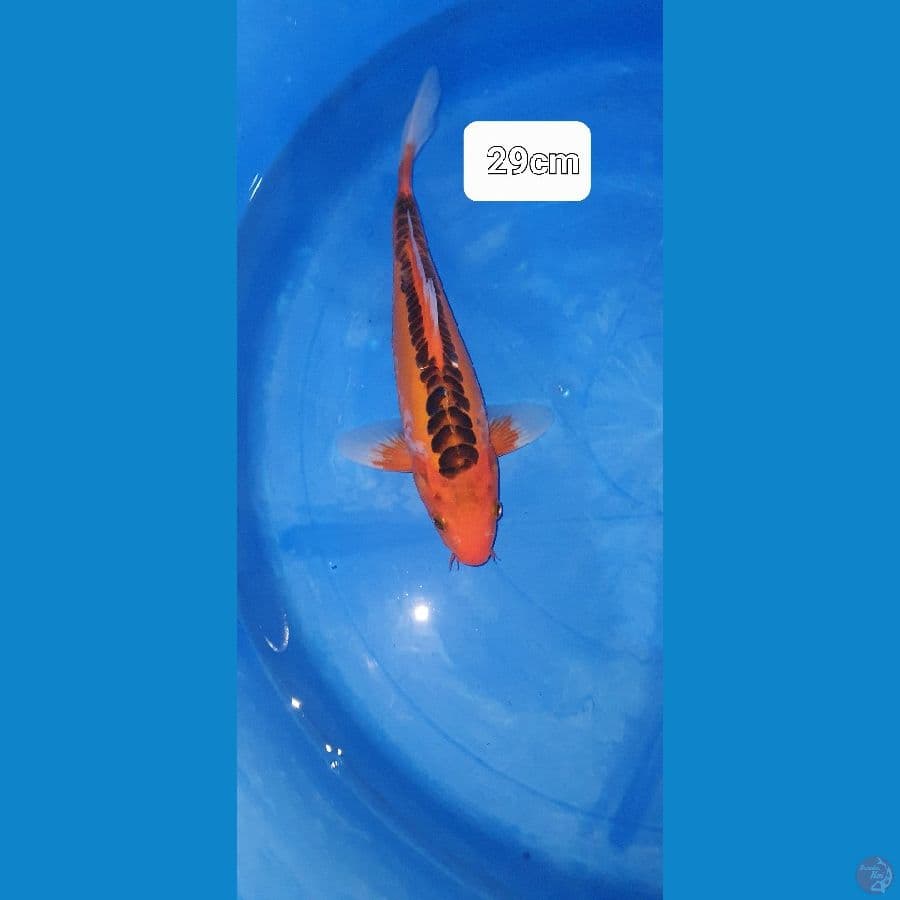 mizuuo 29cm