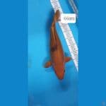 cha utsuri 44cm