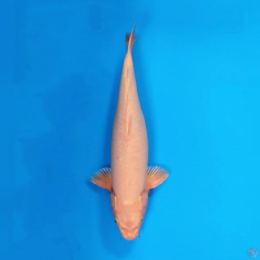 Ogon 49