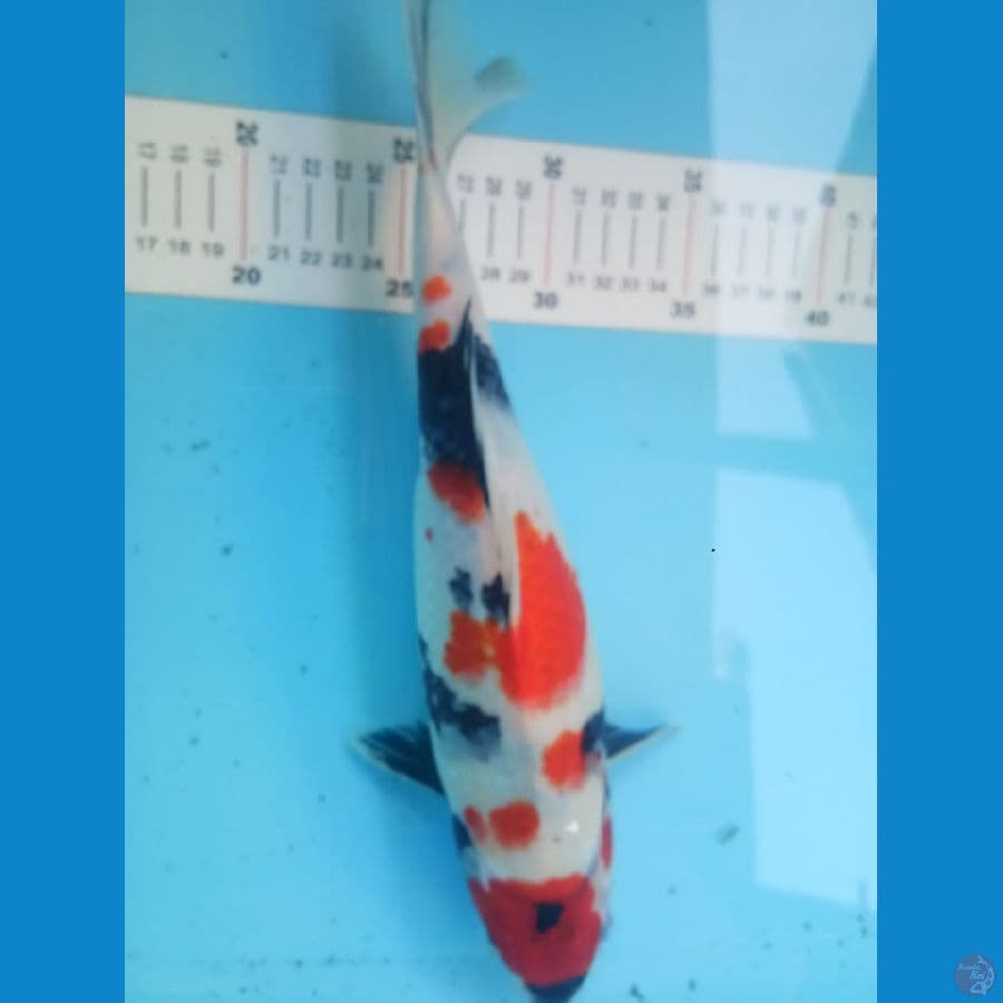 Showa 32 cm