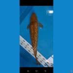 Caramel Ginrin jumbo 45 cm 