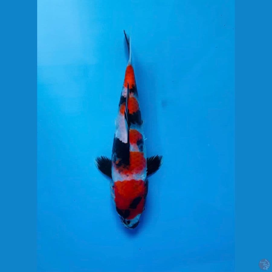 showa sanshoku 22cm