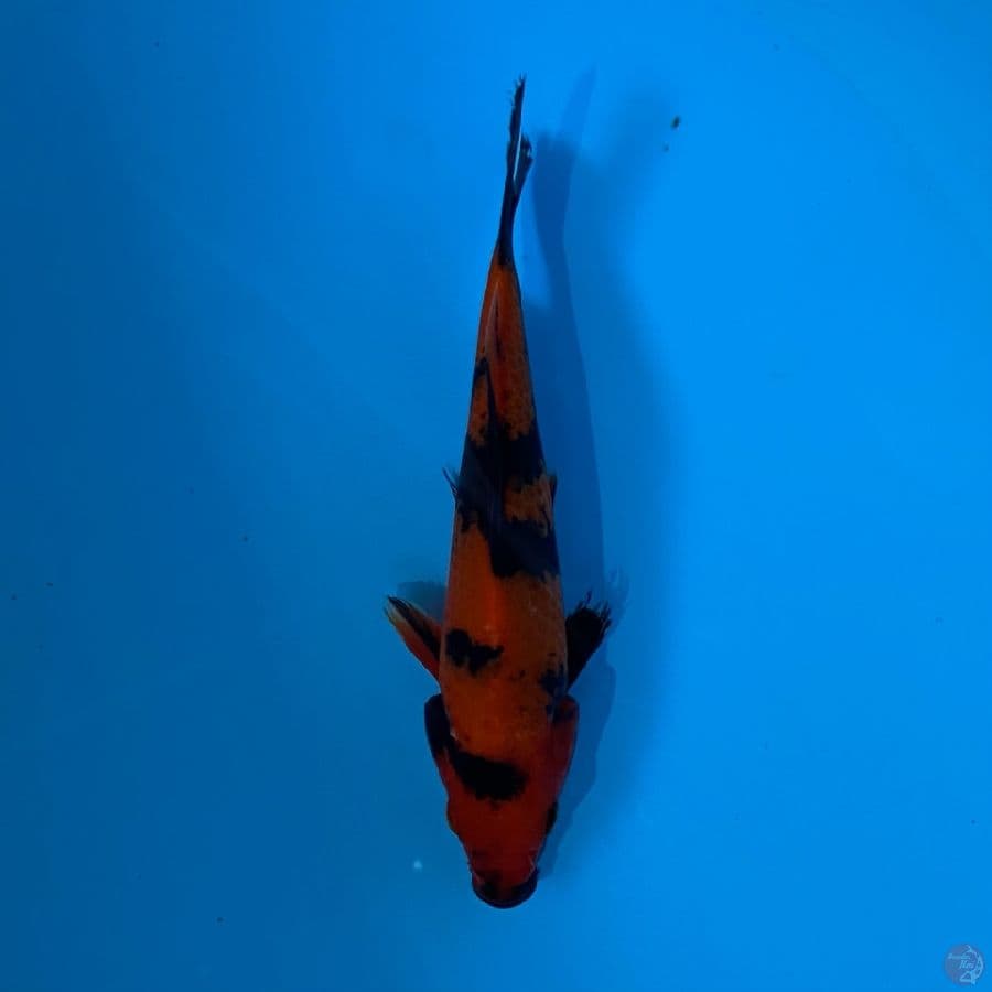 hi utsuri tembus ,18cm