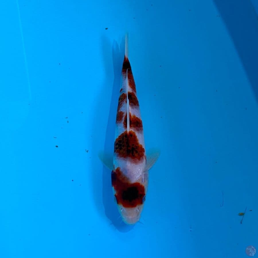 ai koromo ,23cm