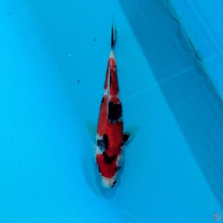 showa ,16cm