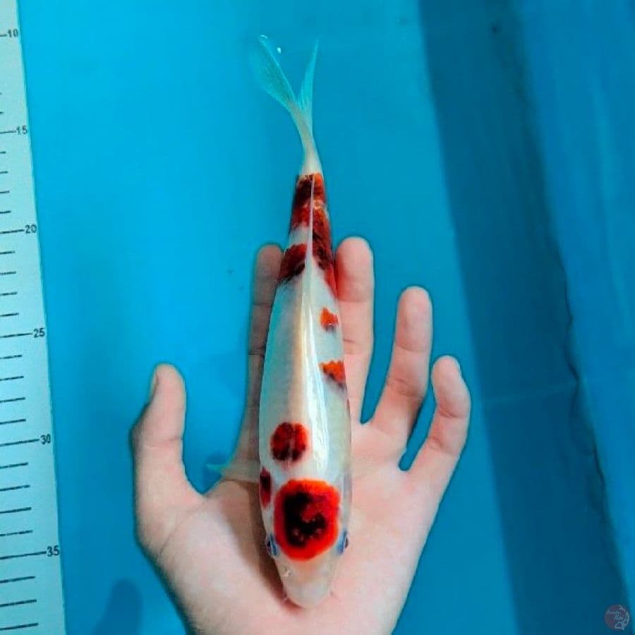 maruten ai koromo ,22cm