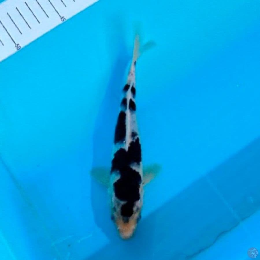nazuma koromo ,20cm