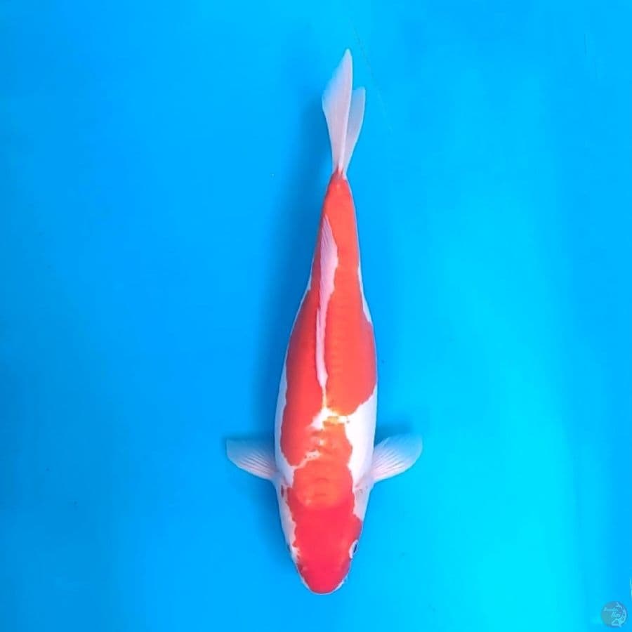 Kohaku doit murni 35