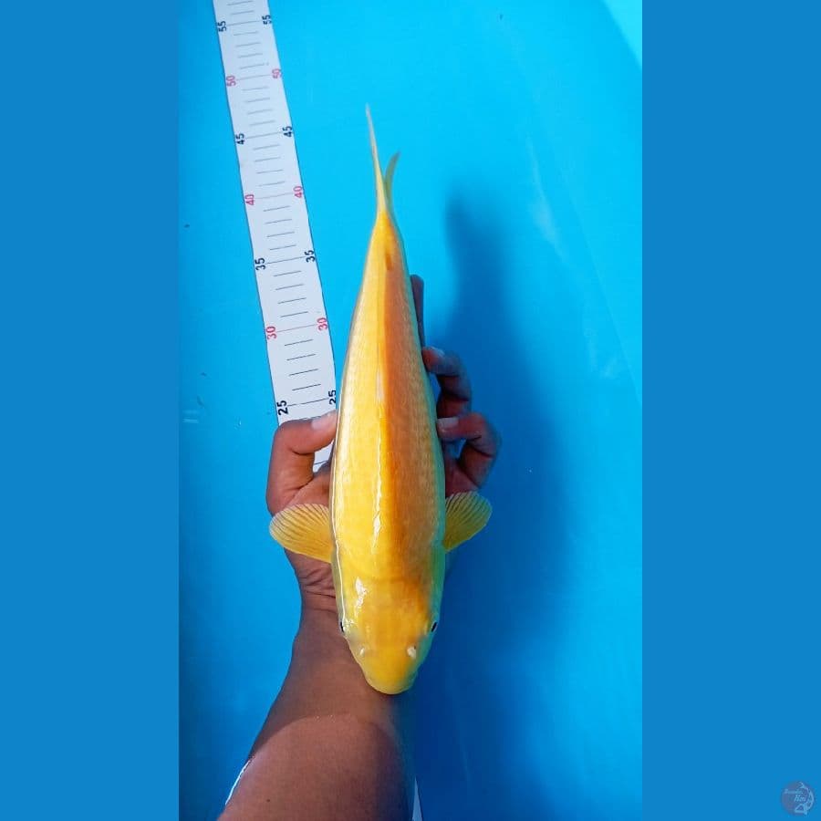 Ginrin M 33Cm