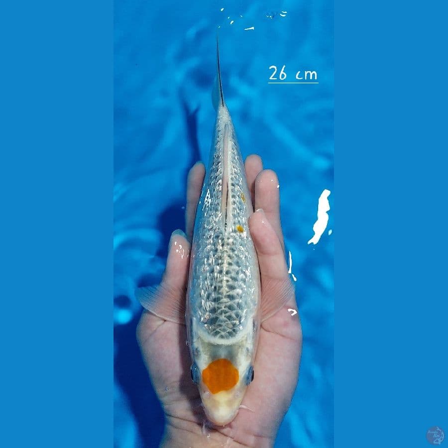 Tancho kujaku ginrin 26cm