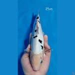 Bekko doistu 29cm