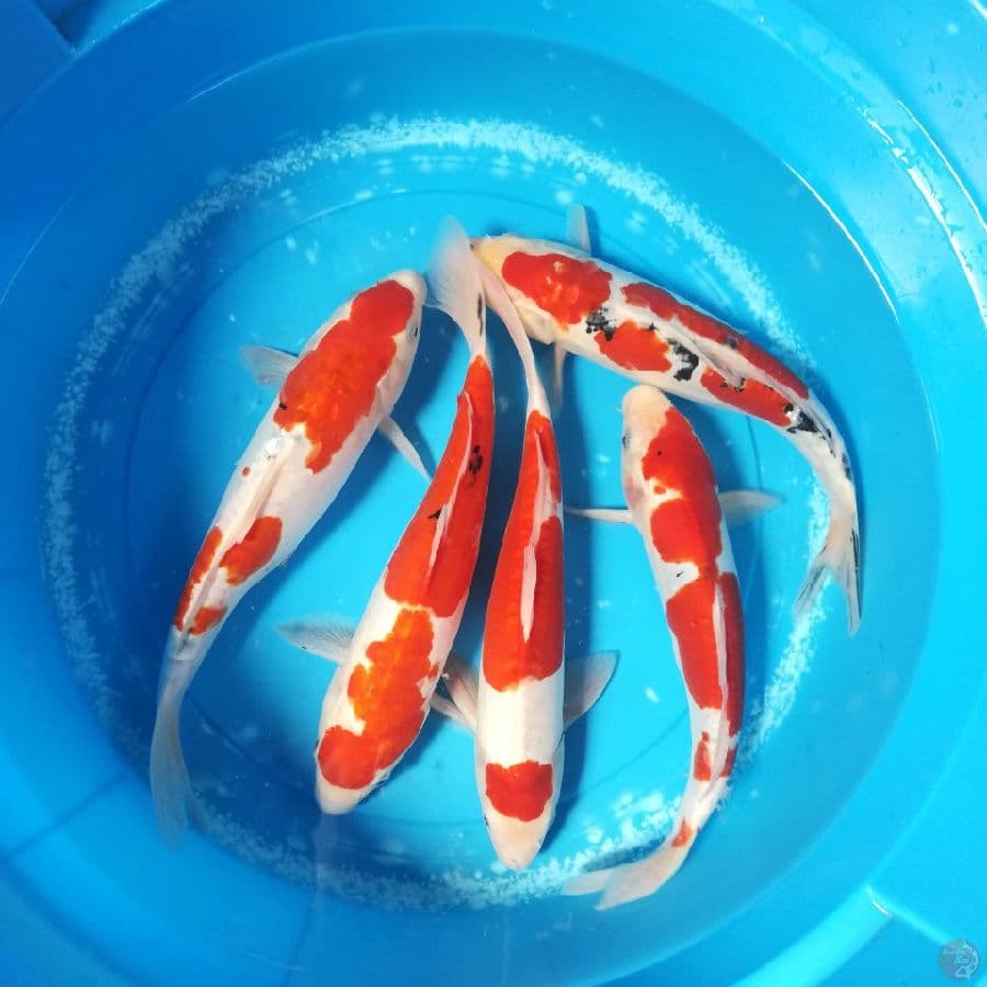 32-34cm