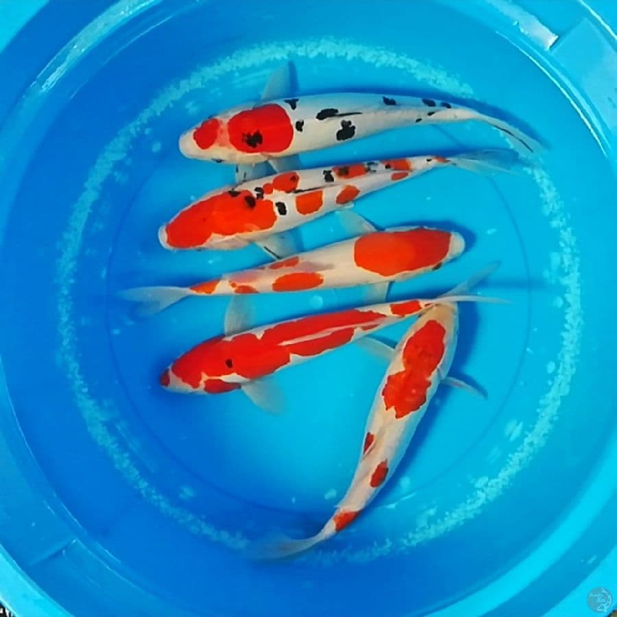 29-31cm