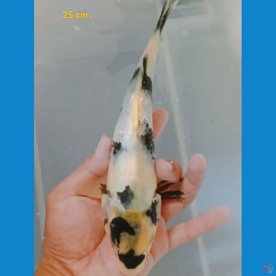 shiro 25 cm