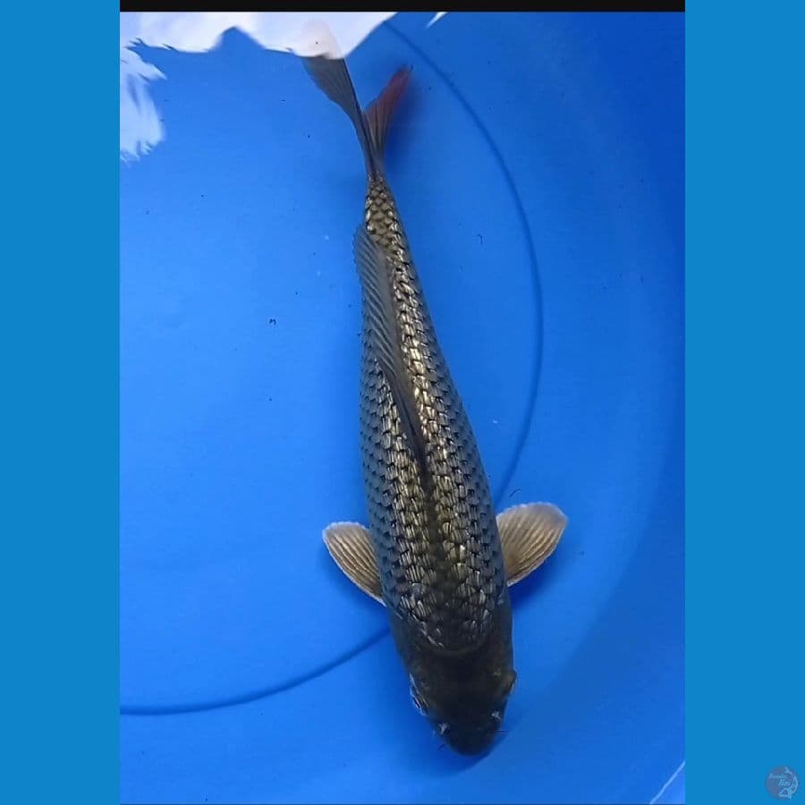 black diamond kumpay 32cm